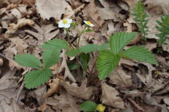 Fragaria viridis Duchesne subsp. campestris (Steven) Pawł. ?<br/>Munții Zărandului, Cladova, 24 Apr 2011 © Adrian Schlesinger - public domain (<a href=https://creativecommons.org/publicdomain/zero/1.0/ target=_blank>CC0 1.0</a>)